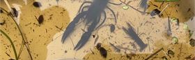 Discover a world of insects with Nature Glenelg Trust