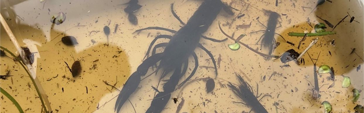 Discover a world of insects with Nature Glenelg Trust