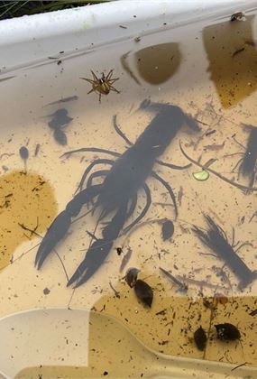 Discover a world of insects with Nature Glenelg Trust